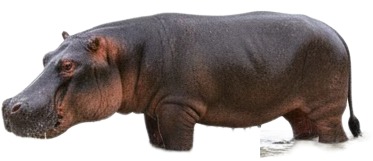 hippos in the snow postcard.jpg